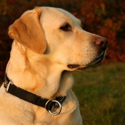 profile