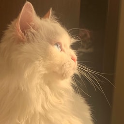 profile