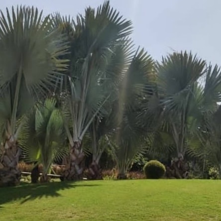 Hariyali