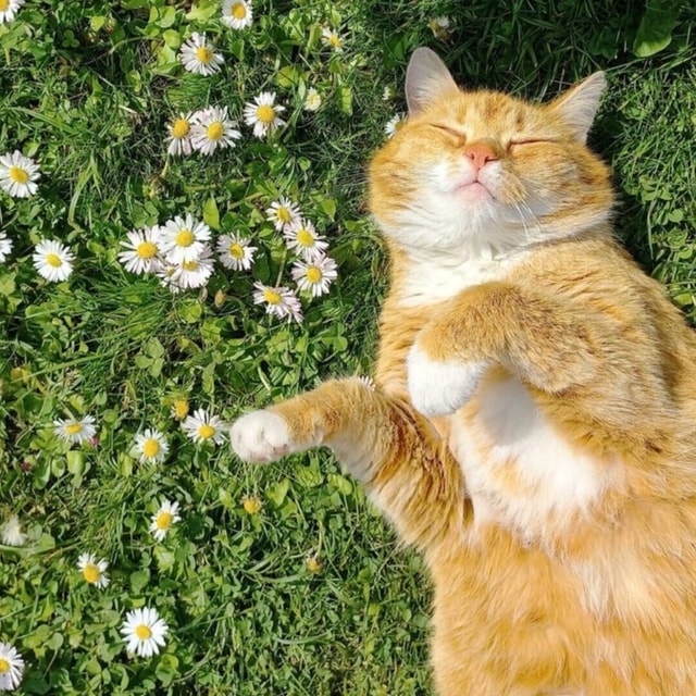 Cats