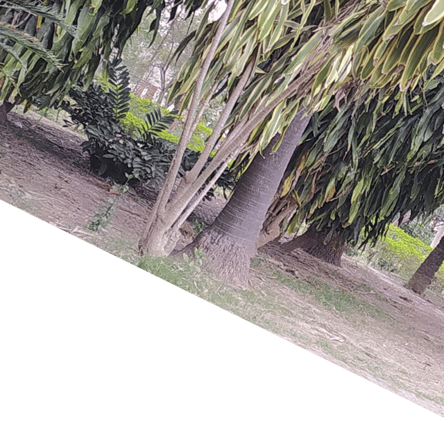 Vidushi
