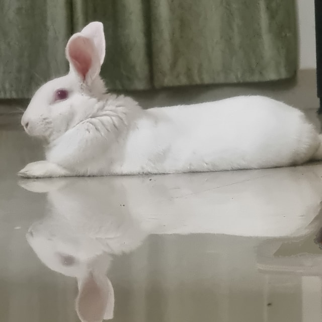 vaishali