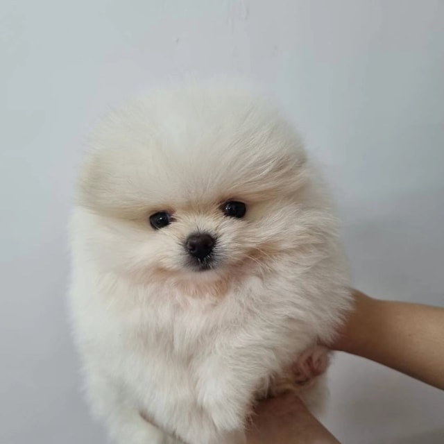 Pou
