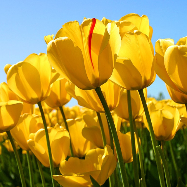 Tulip