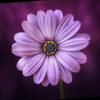 farheen