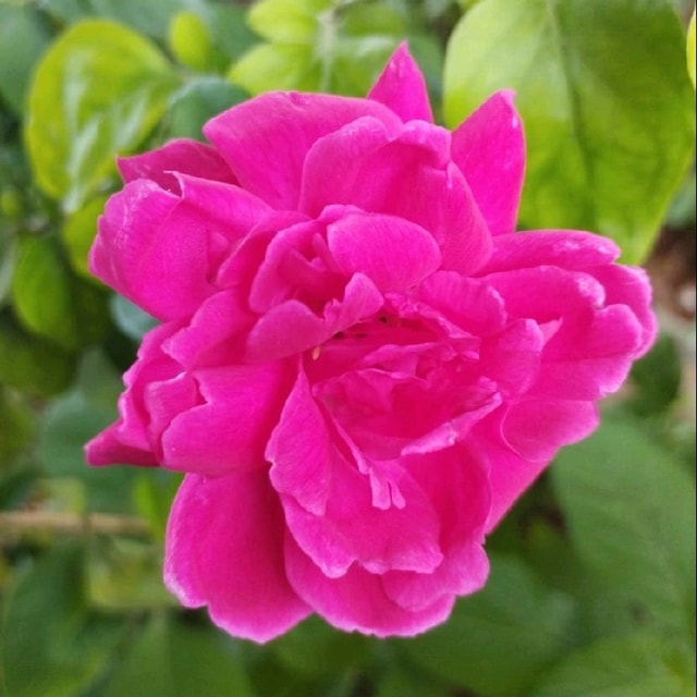 Archana