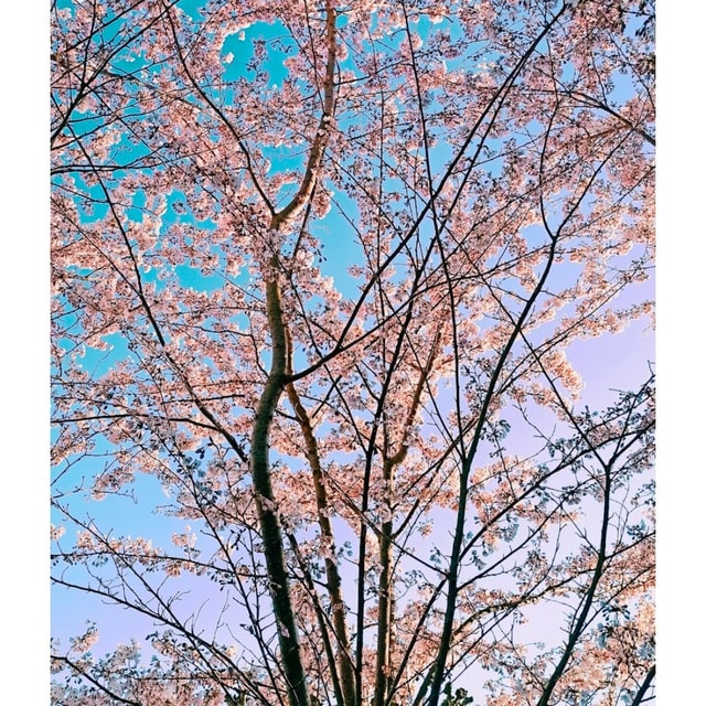 subiya