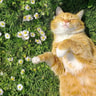 Cats Archive