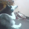 profile